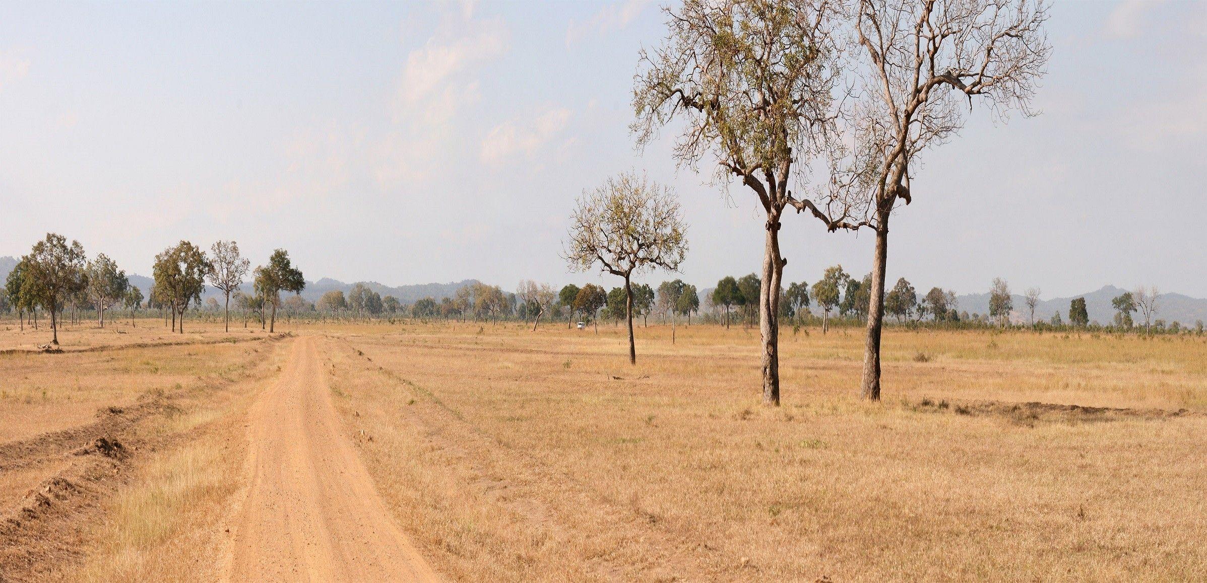 Mikumi National Park Tanzania Sky Dirt Nature Trees Field Panorama