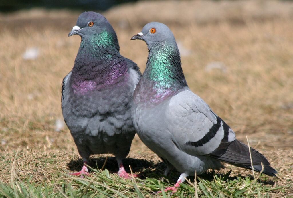 Rock Pigeon, Columba livia