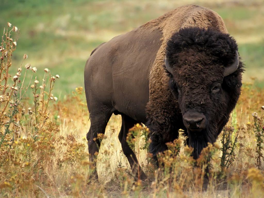 American Bison wallpapers