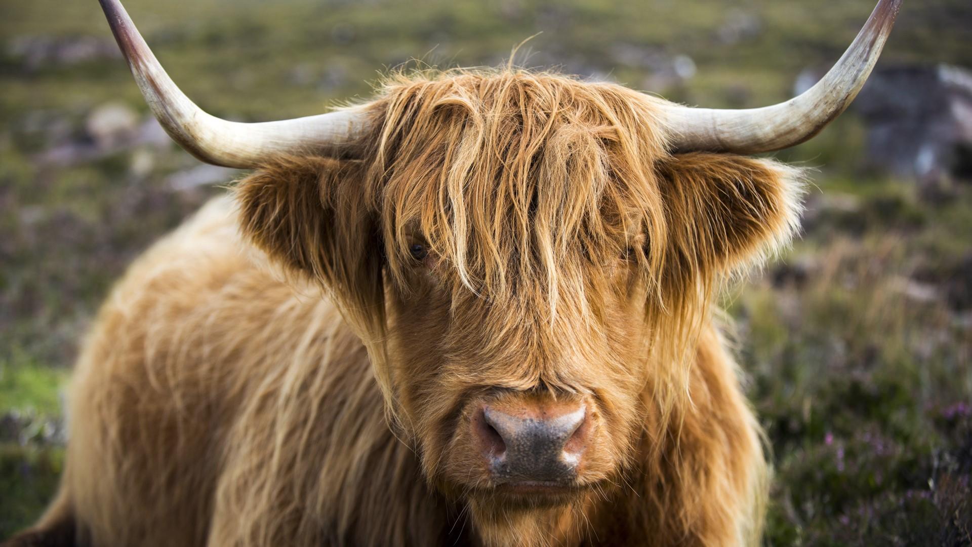 Highland Cow Wallpapers Uk ✓ Fitrini’s Wallpapers