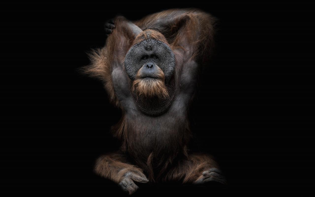 Orangutan wallpapers desk 4K backgrounds