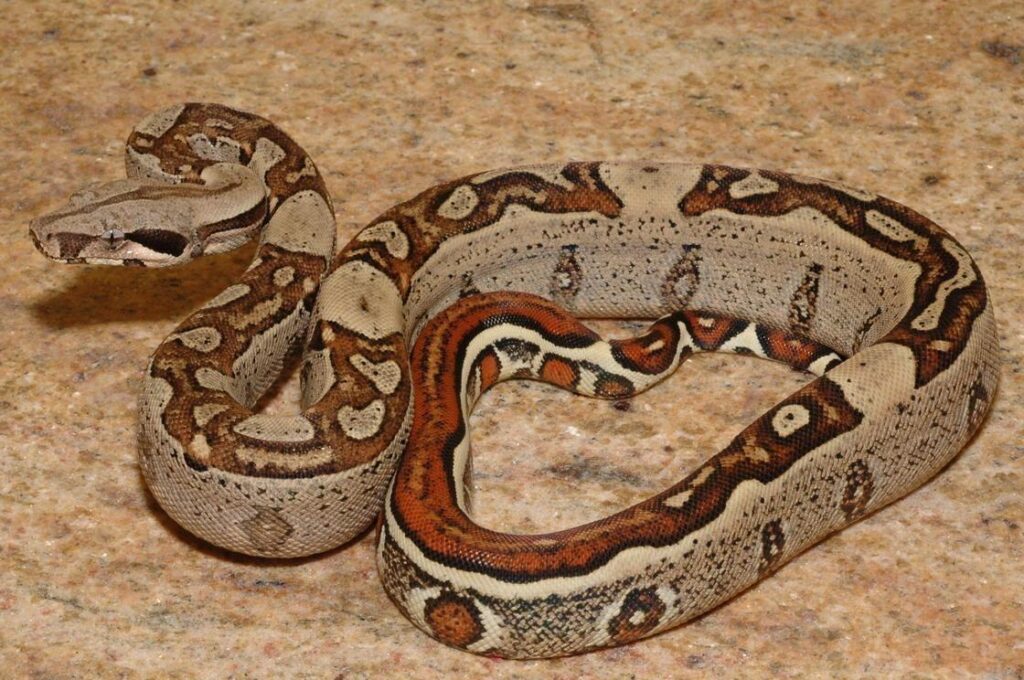 Boa constrictor imperator snake
