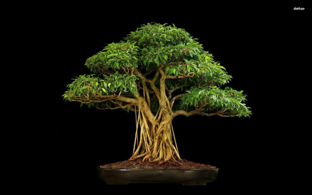 Bonsai wallpapers