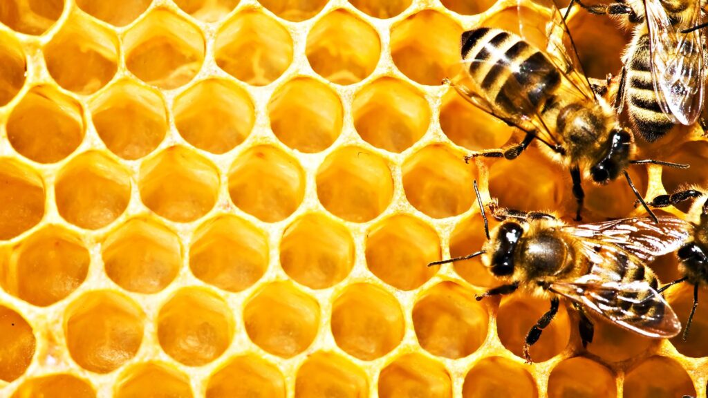 Group of Bee Wallpapers Hd
