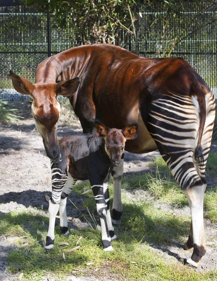 Wildlife Wednesdays Rare Okapi Born at Disney’s Animal