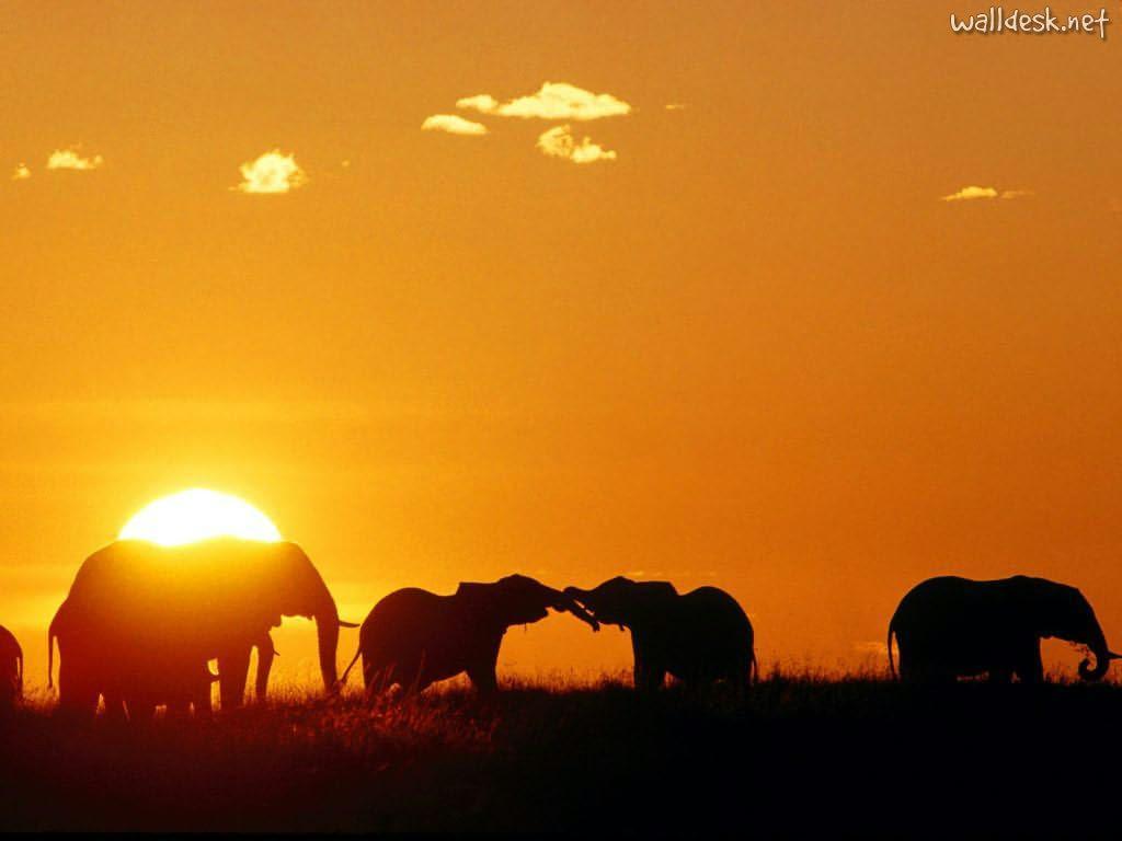 Africa african elephants