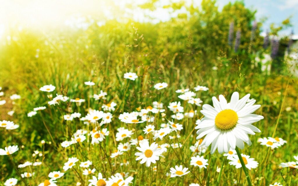 Nature, flowers, meadows, daisy Wallpapers