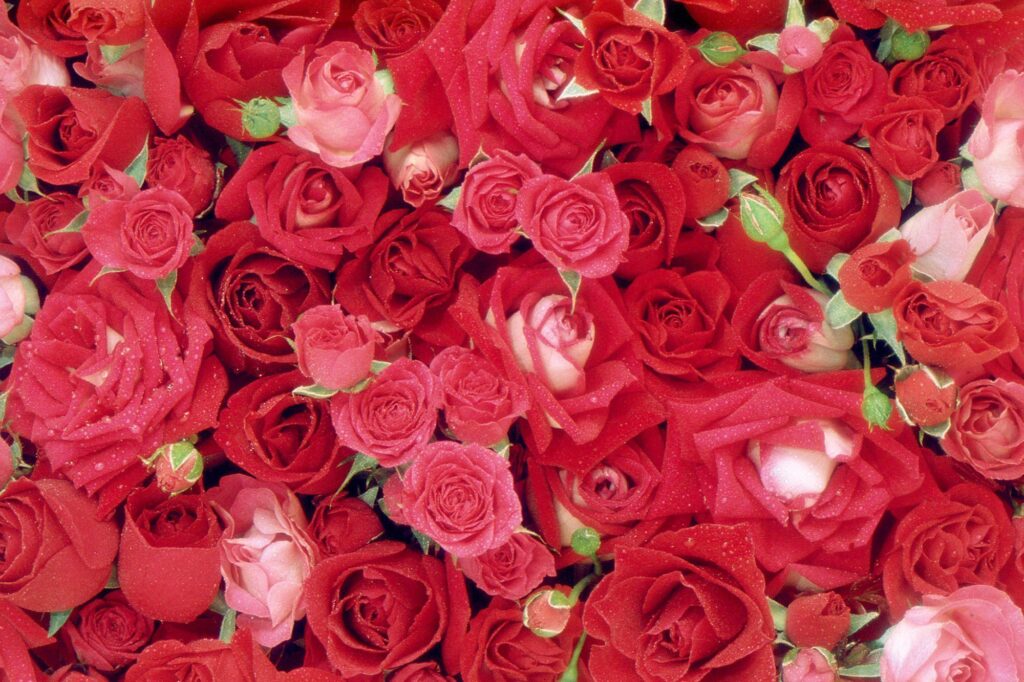 Beautiful Roses Wallpapers – HD