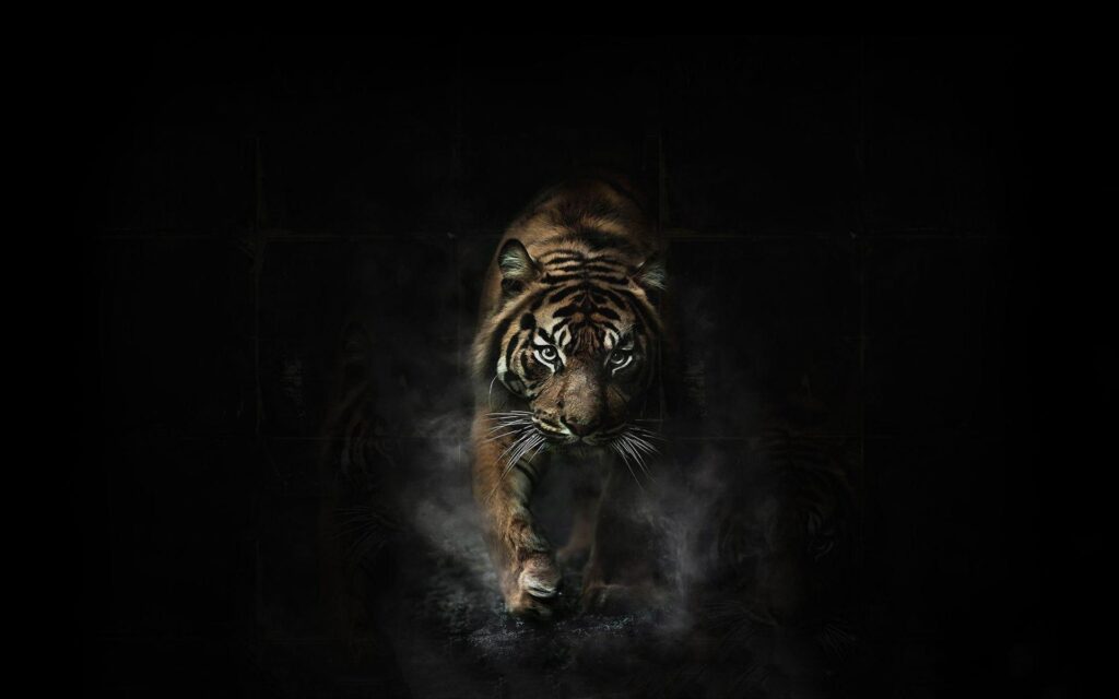 Angry Tiger Wallpapers