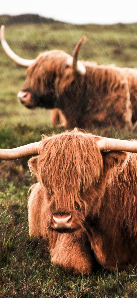 Animal|Highland Cattle
