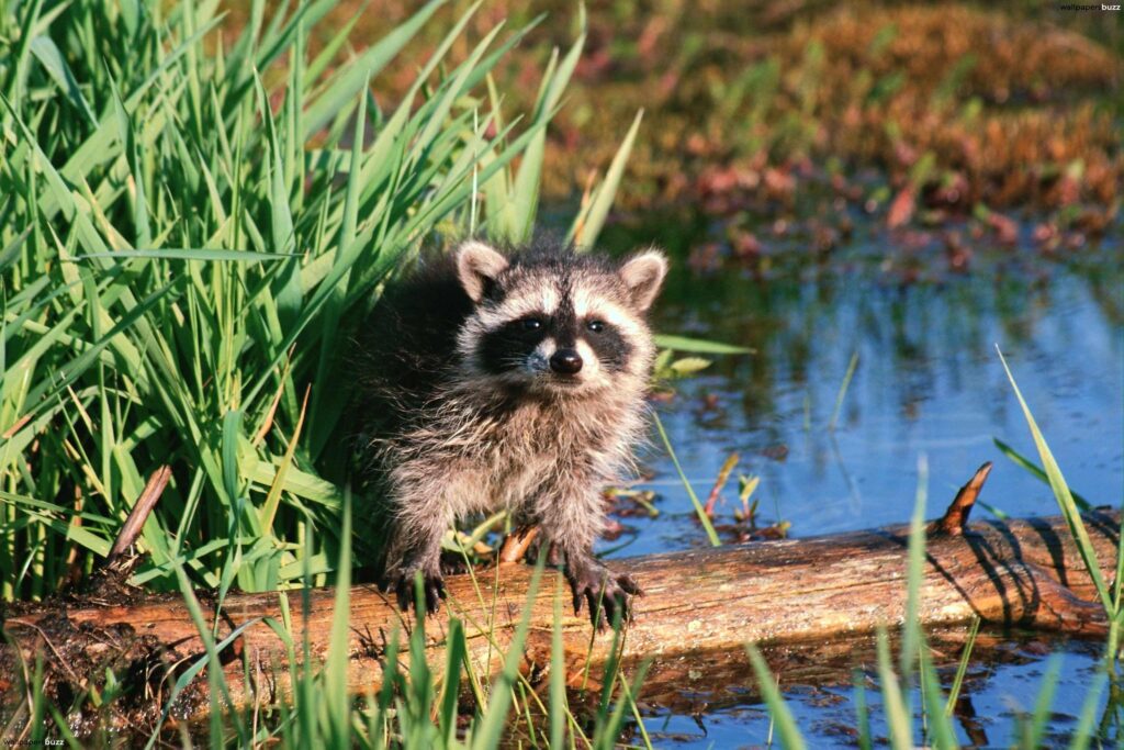 Cute raccoon in the grass 2K Wallpapers