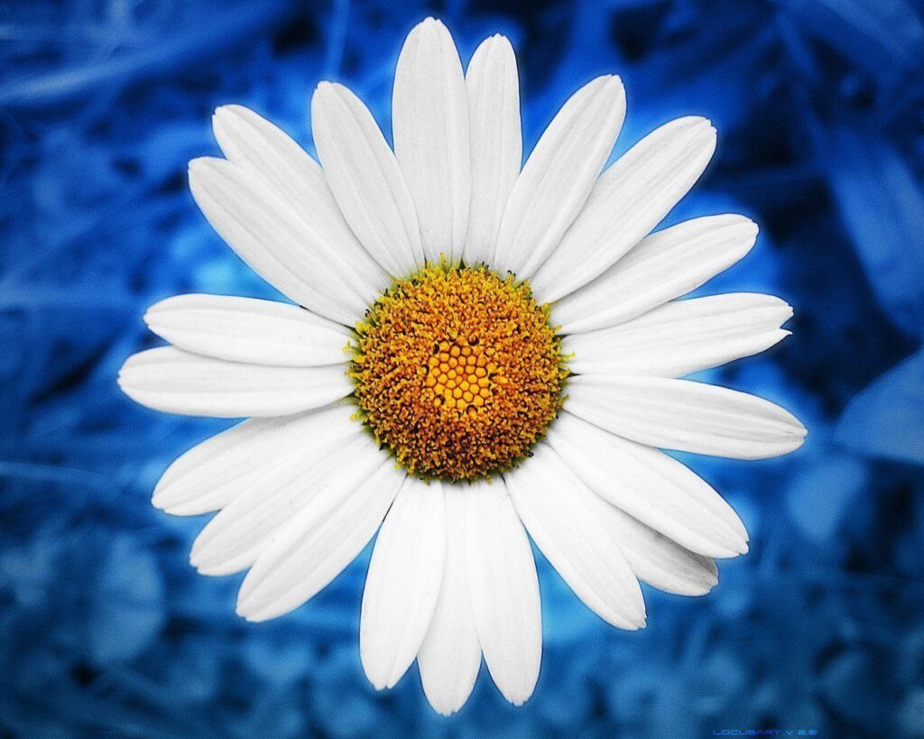 Wallpapers For – Daisy Wallpapers Iphone