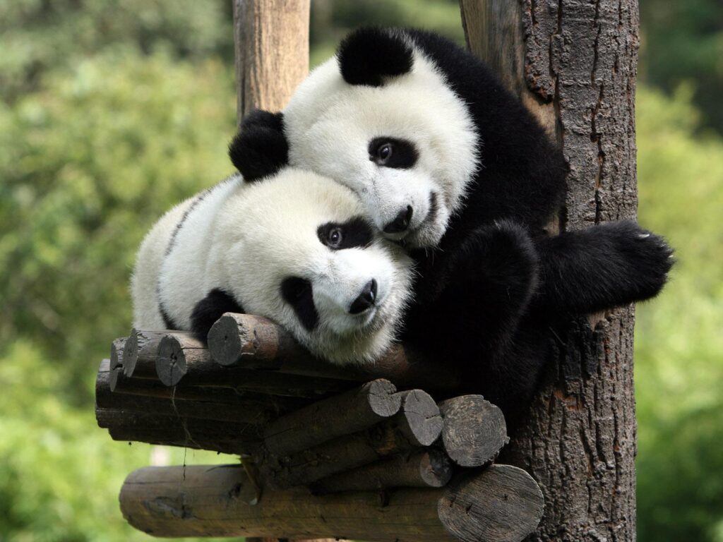 Pictures Giant panda bear Animals