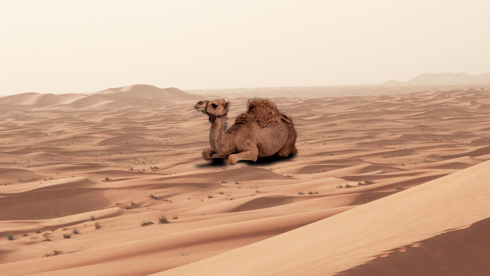 Camel Backgrounds Wallpapers