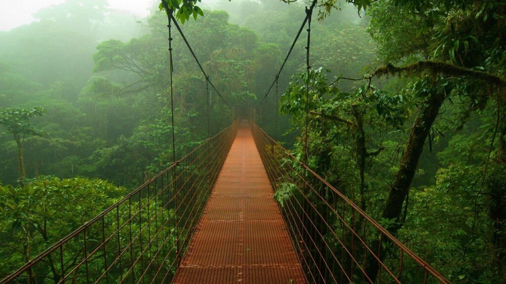 Suspended bridge in the jungle Wallpapers