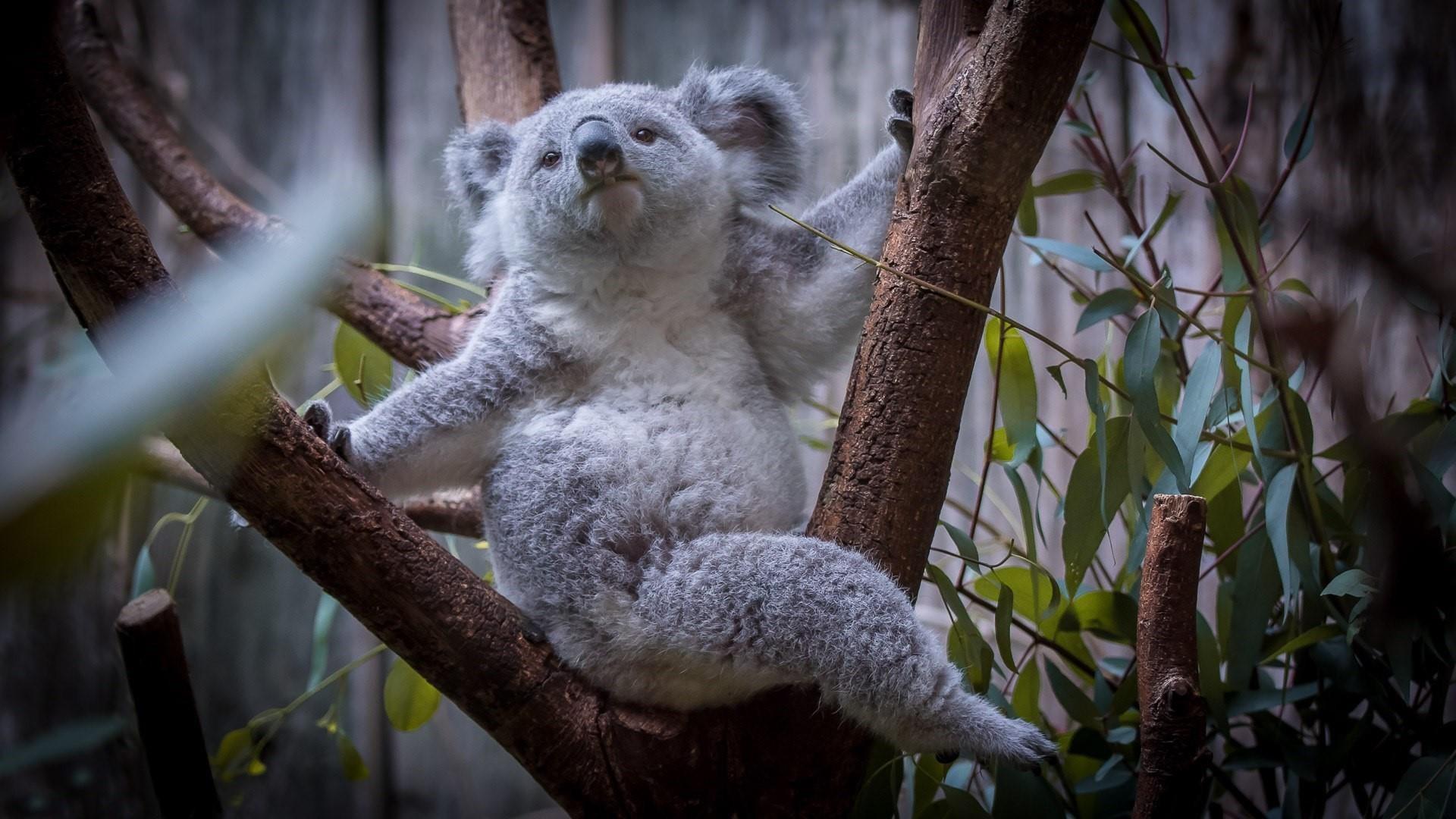 Baby Koala Wallpapers
