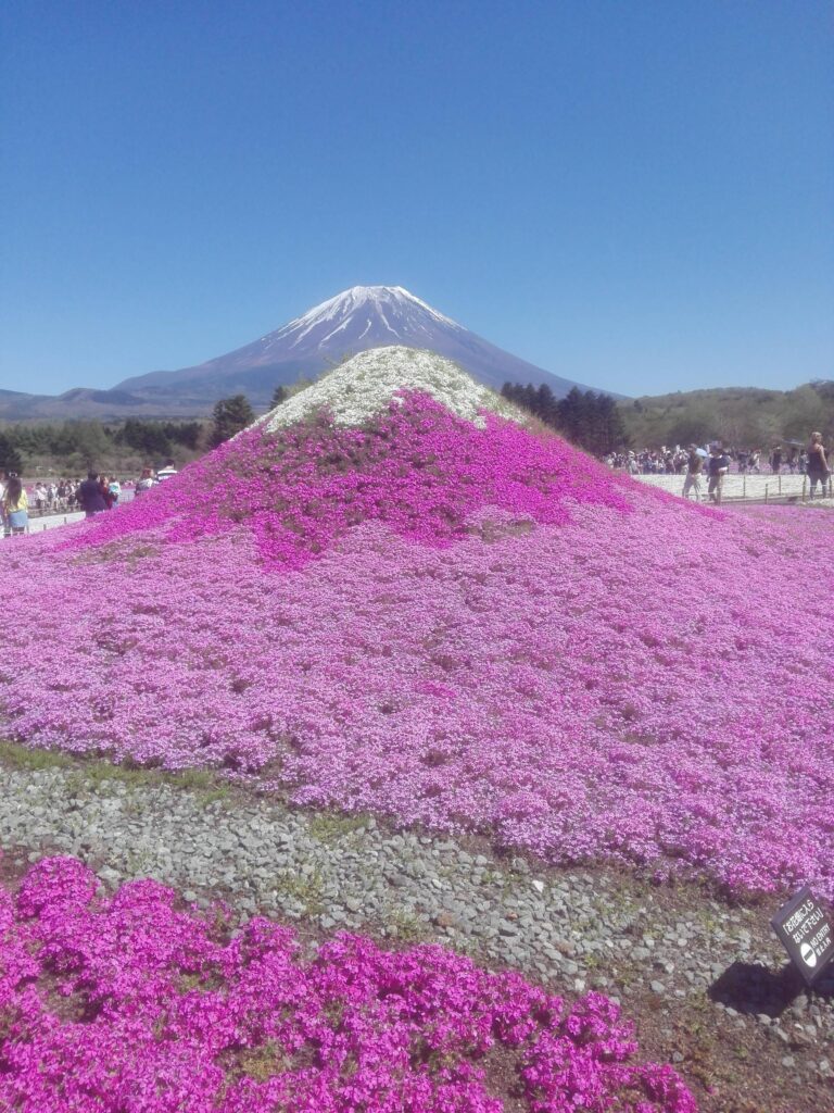 Fuji Shibazakura Festival