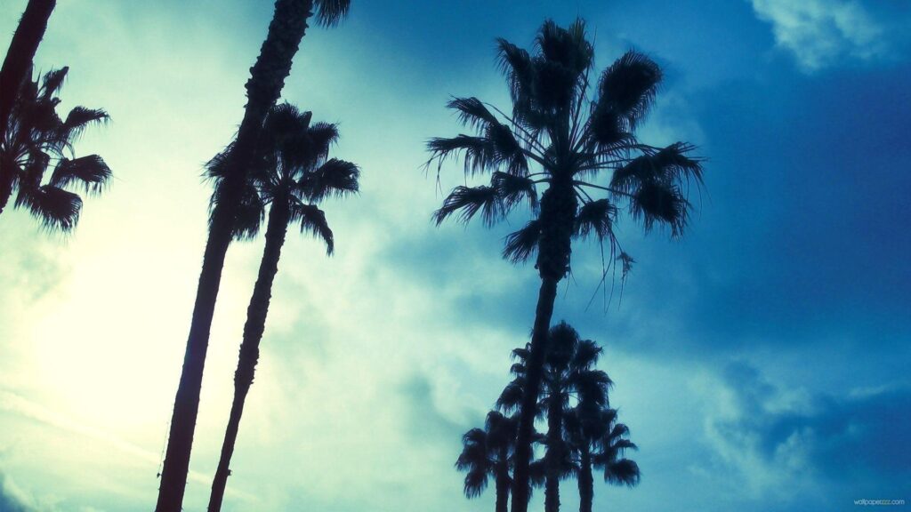 Palm Tree iPhone Wallpapers