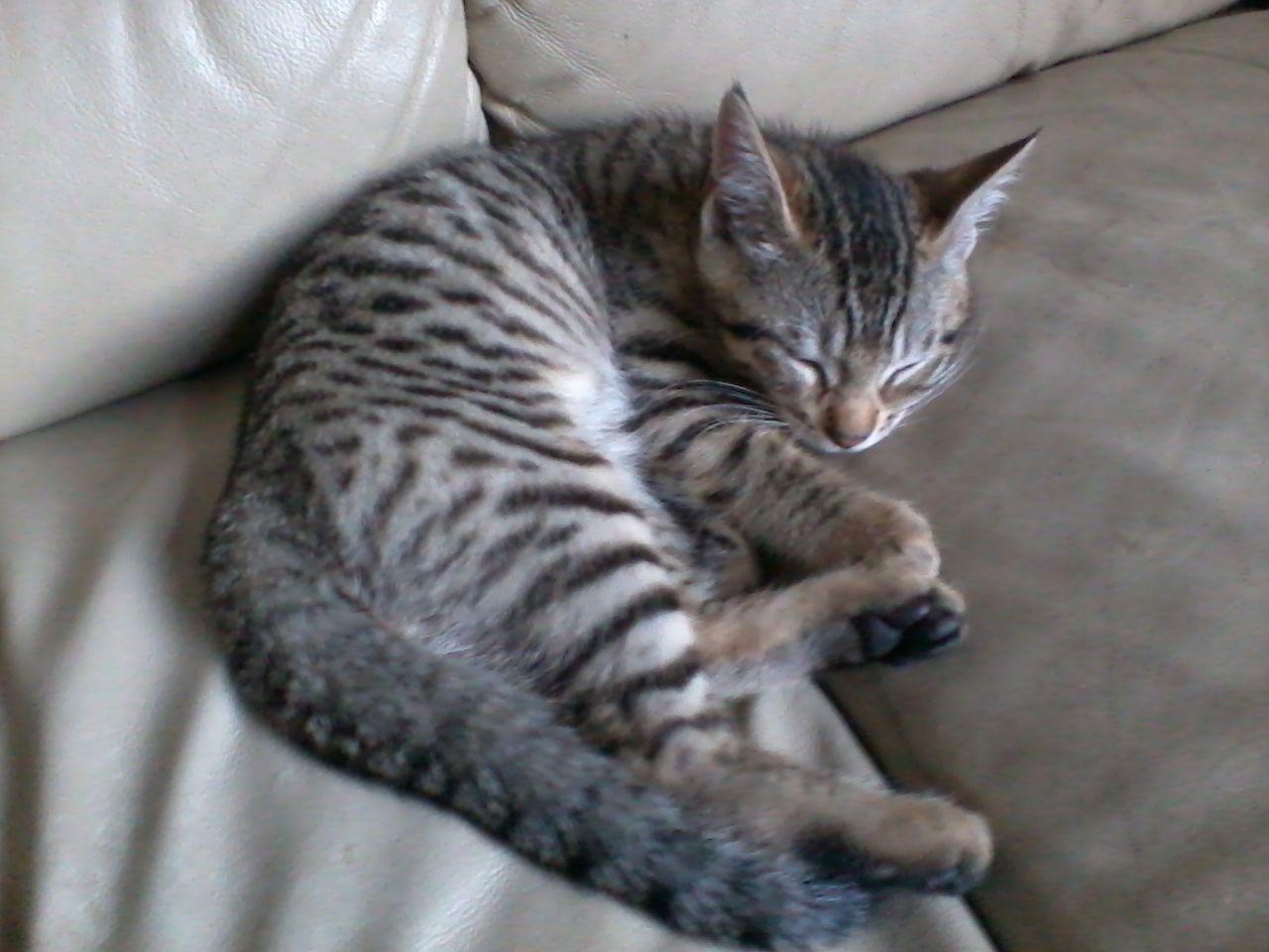 Cute Bengal Cat Kittens for Sale