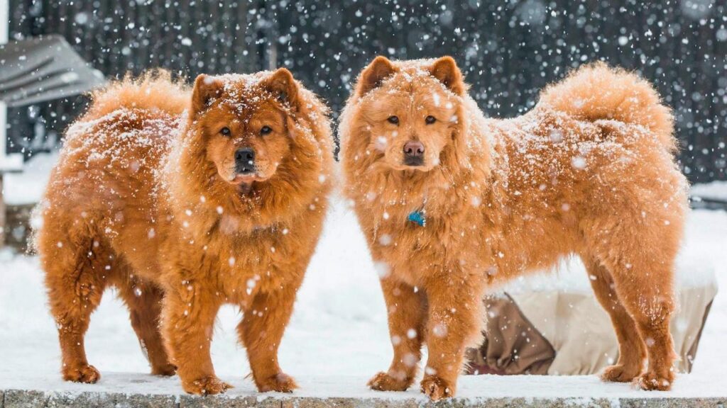 Chow Chow Wallpapers