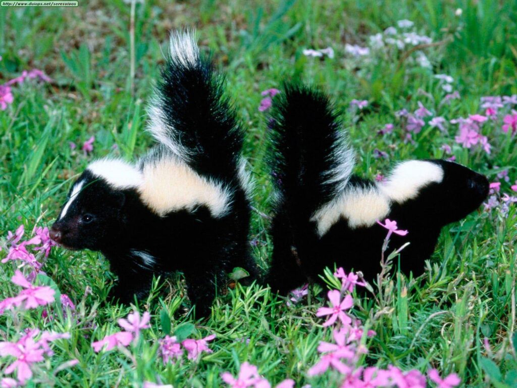 Skunk Wallpapers