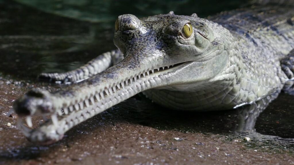 Gharial