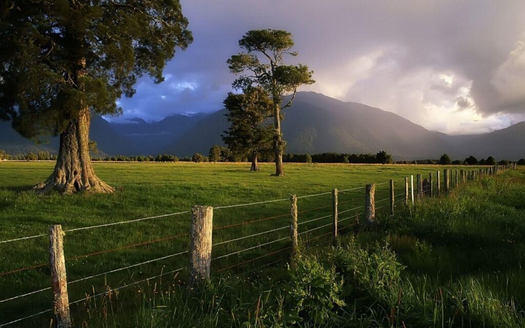 HD Wallpapers » Nature » Kahikatea Trees