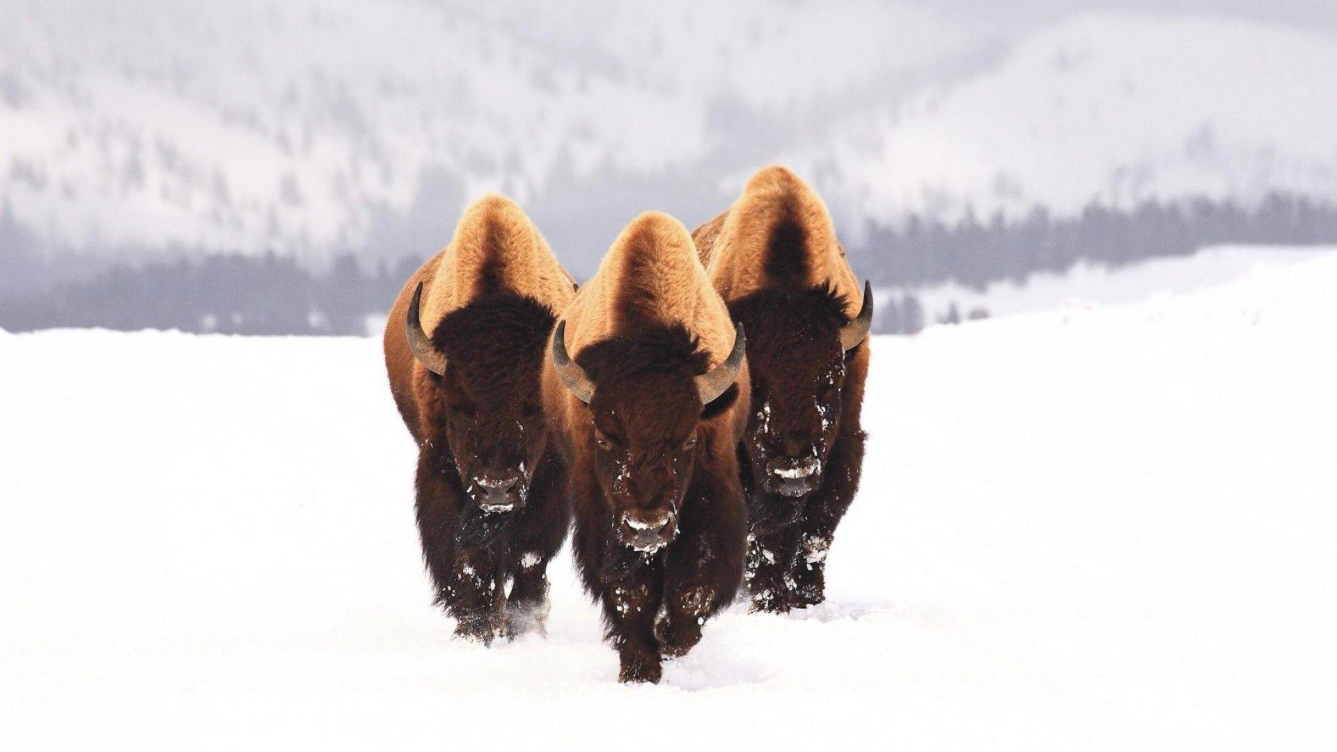 HD Wallpapers » Animals » bison snow animals winter