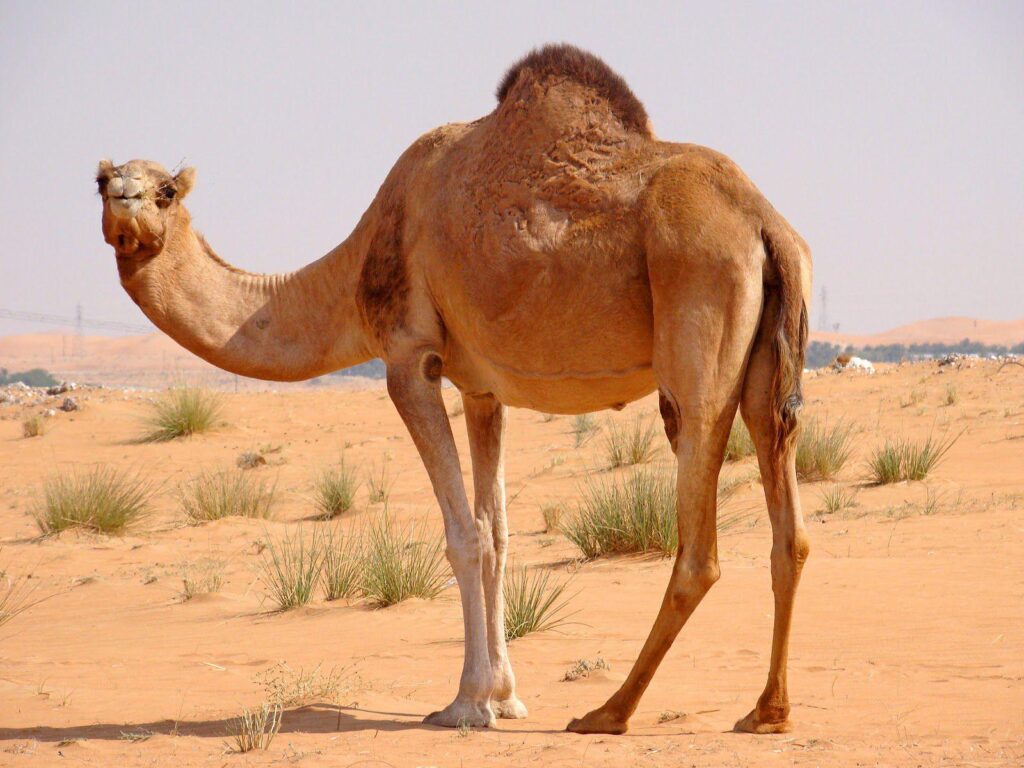 Camel Wallpapers 2K Pictures