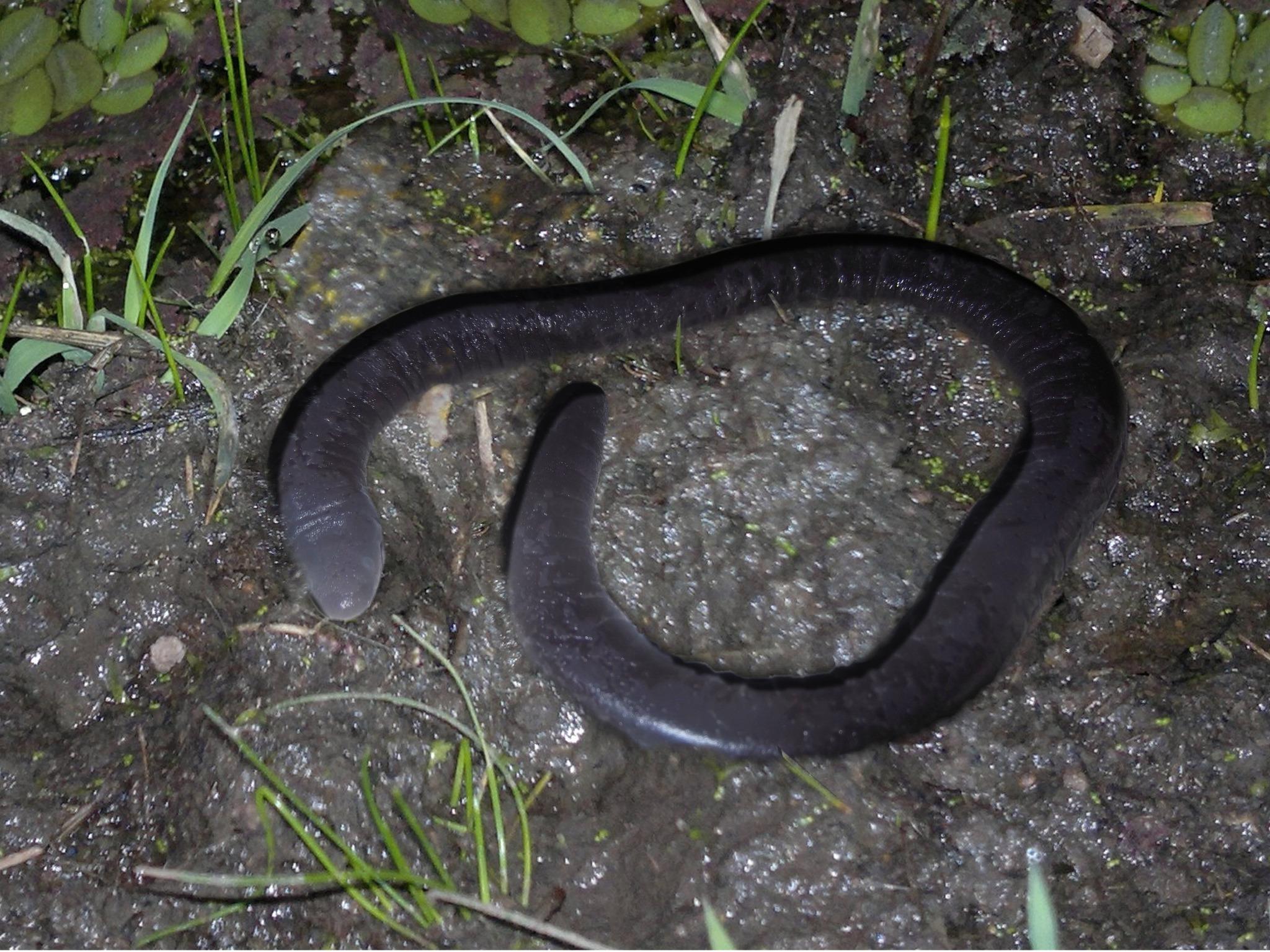 Peters’ caecilians
