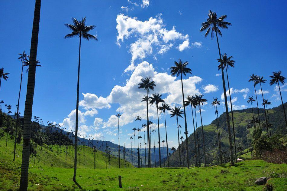 Free Wallpaper Wax Palms in Valle del Cocora