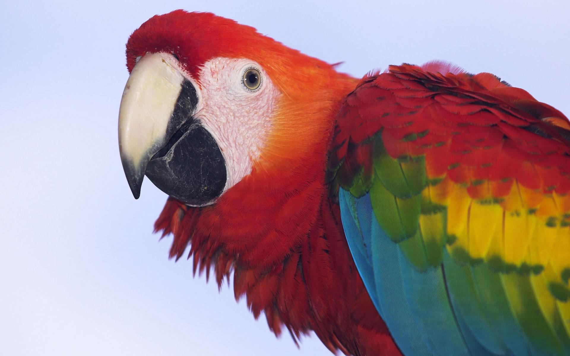 Profile of a Scarlet Macaw wallpapers