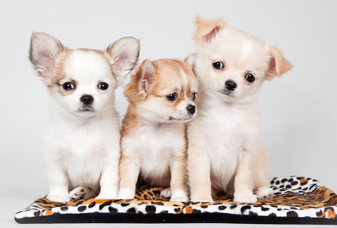 Wallpapers Puppy Chihuahua Dogs Three Animals