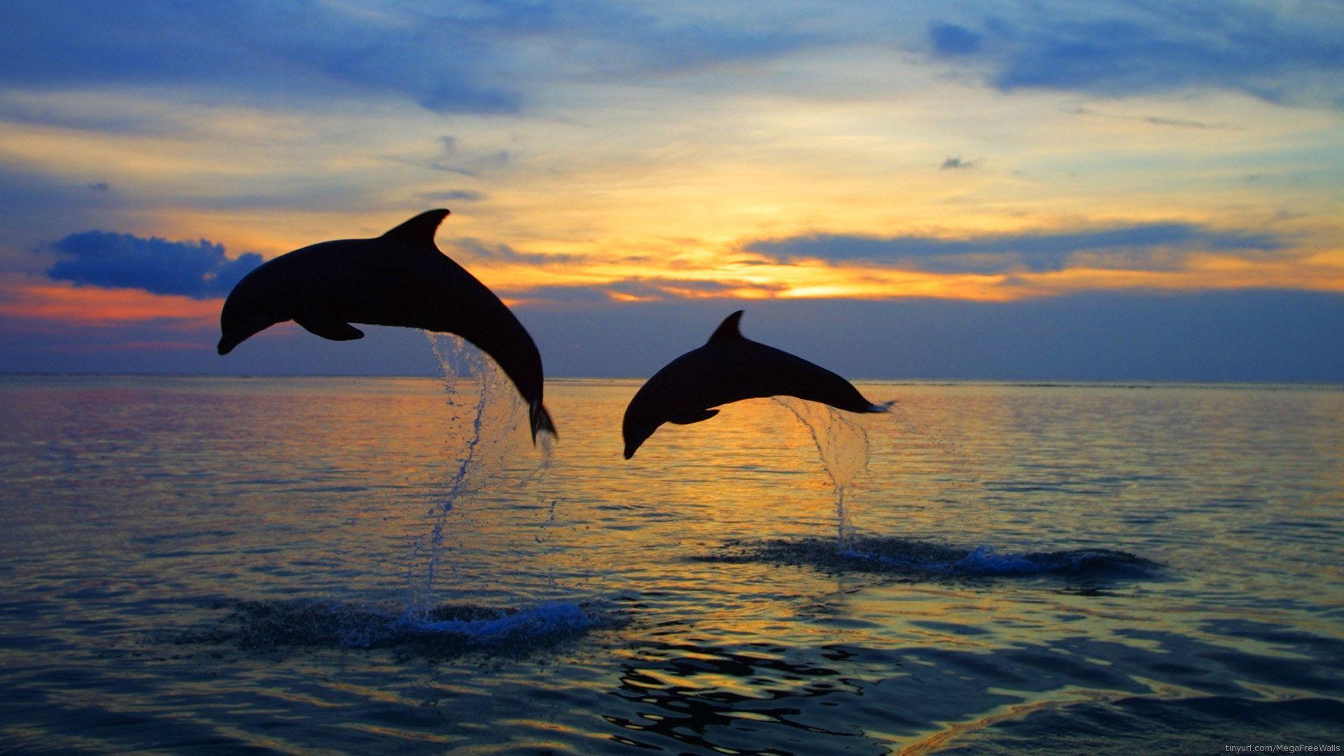 Dolphin Wallpapers For Backgrounds HD