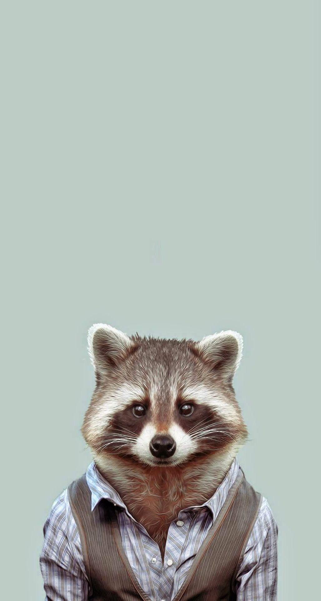 Raccoon Wallpapers and Pictures Collection