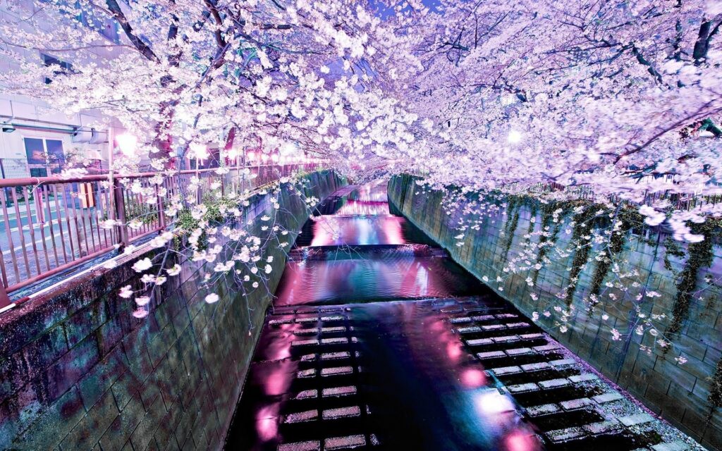 River cherry blossom wallpapers and backgrounds