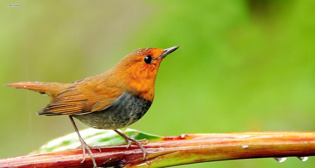 Wallpaper of a Robin on Animal Picture Society