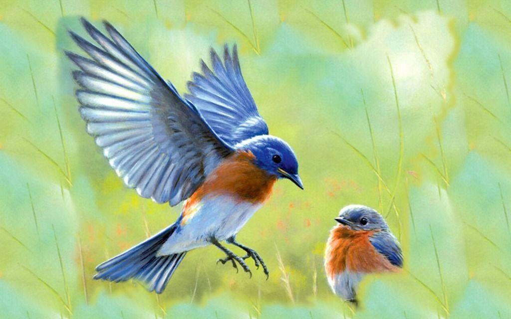 Beautiful Bluebird Pictures and Wallpaper