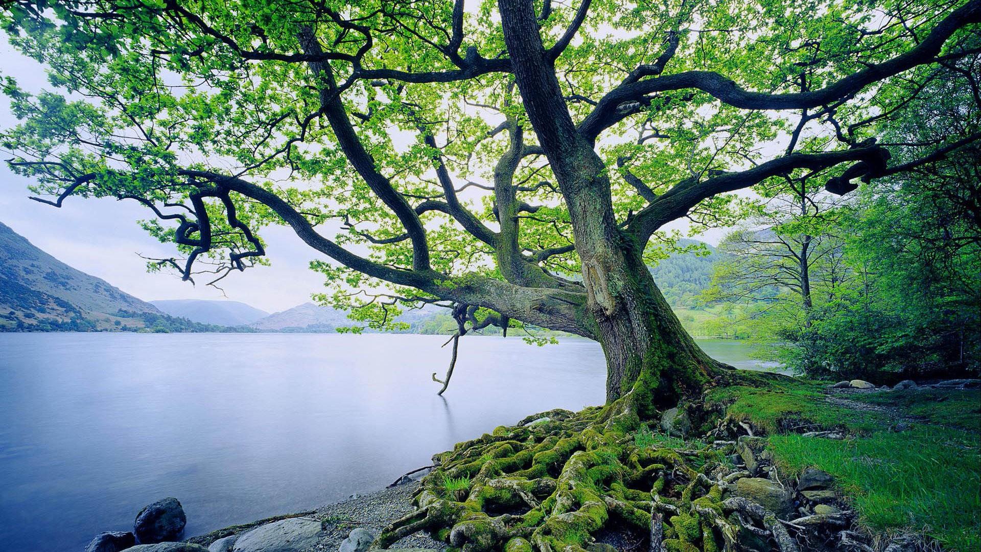 Rivers RIVERBANK TREE Natural Spots Scenery Scenic Europe Famous