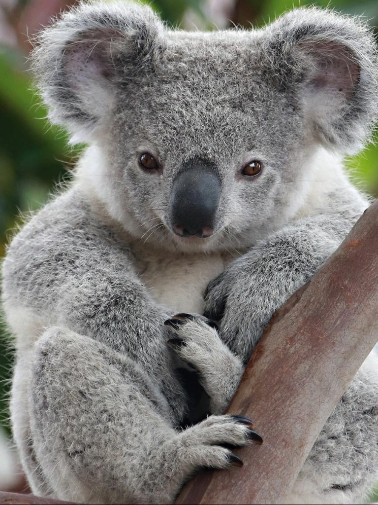 Animal | Koala Mobile Wallpapers