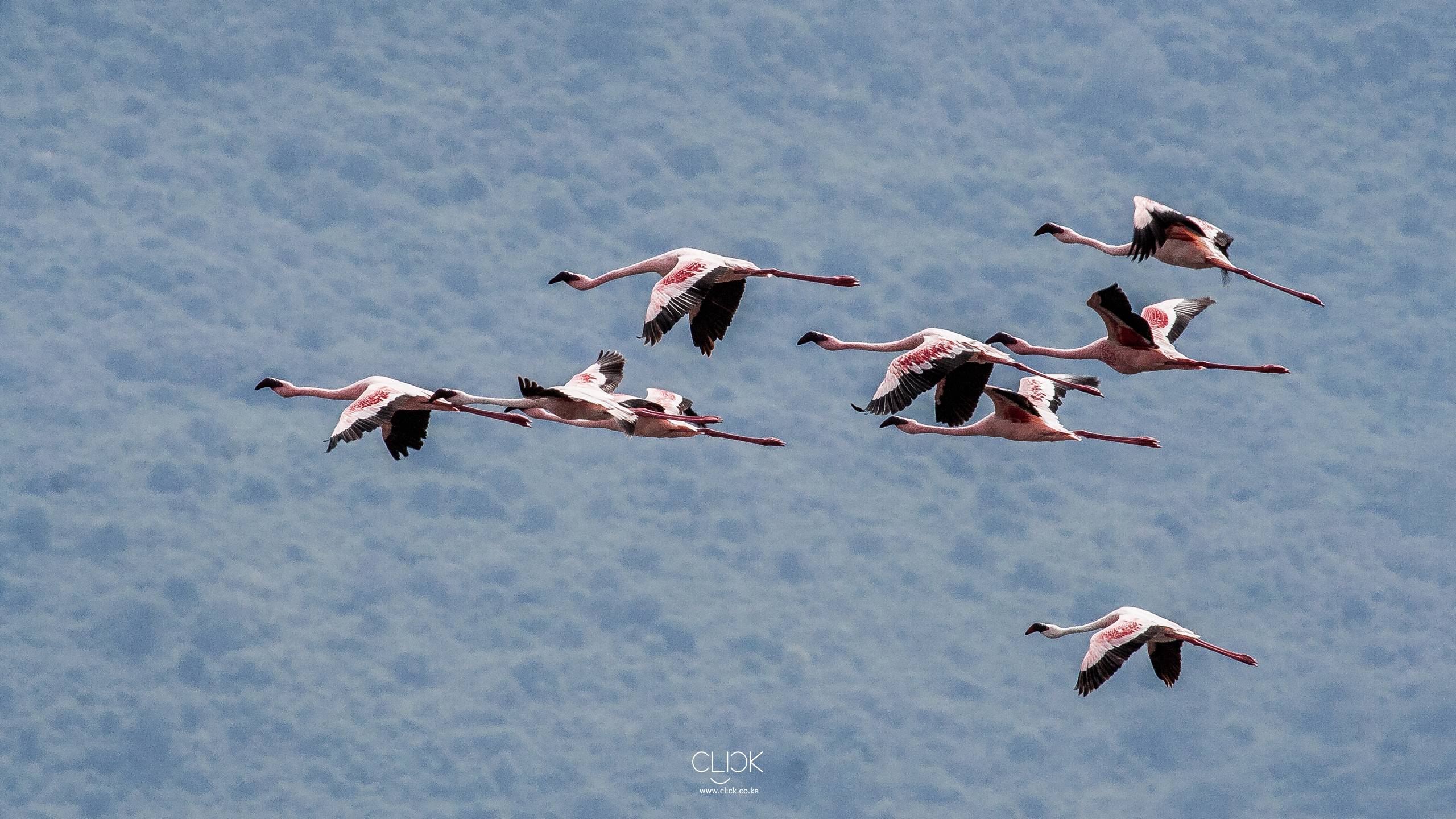 African Screens – Lake Nakuru Flamingoes