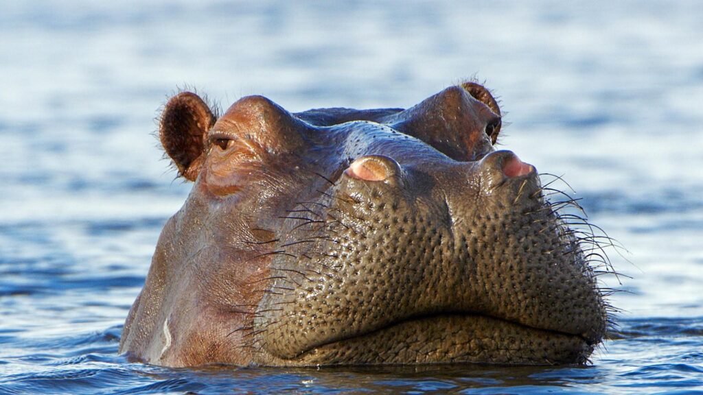 Hippo In The Water