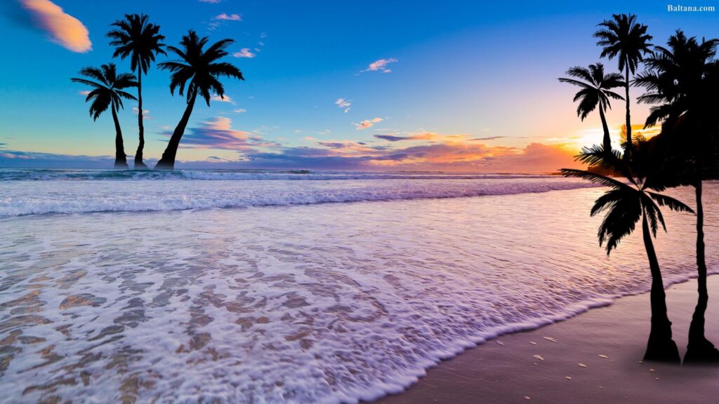 Palm Tree Wallpapers 2K Backgrounds, Wallpaper, Pics, Photos Free
