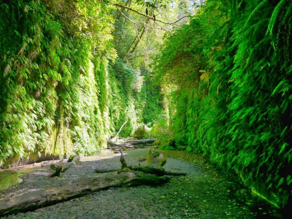 American Travel Journal Fern Canyon Trail