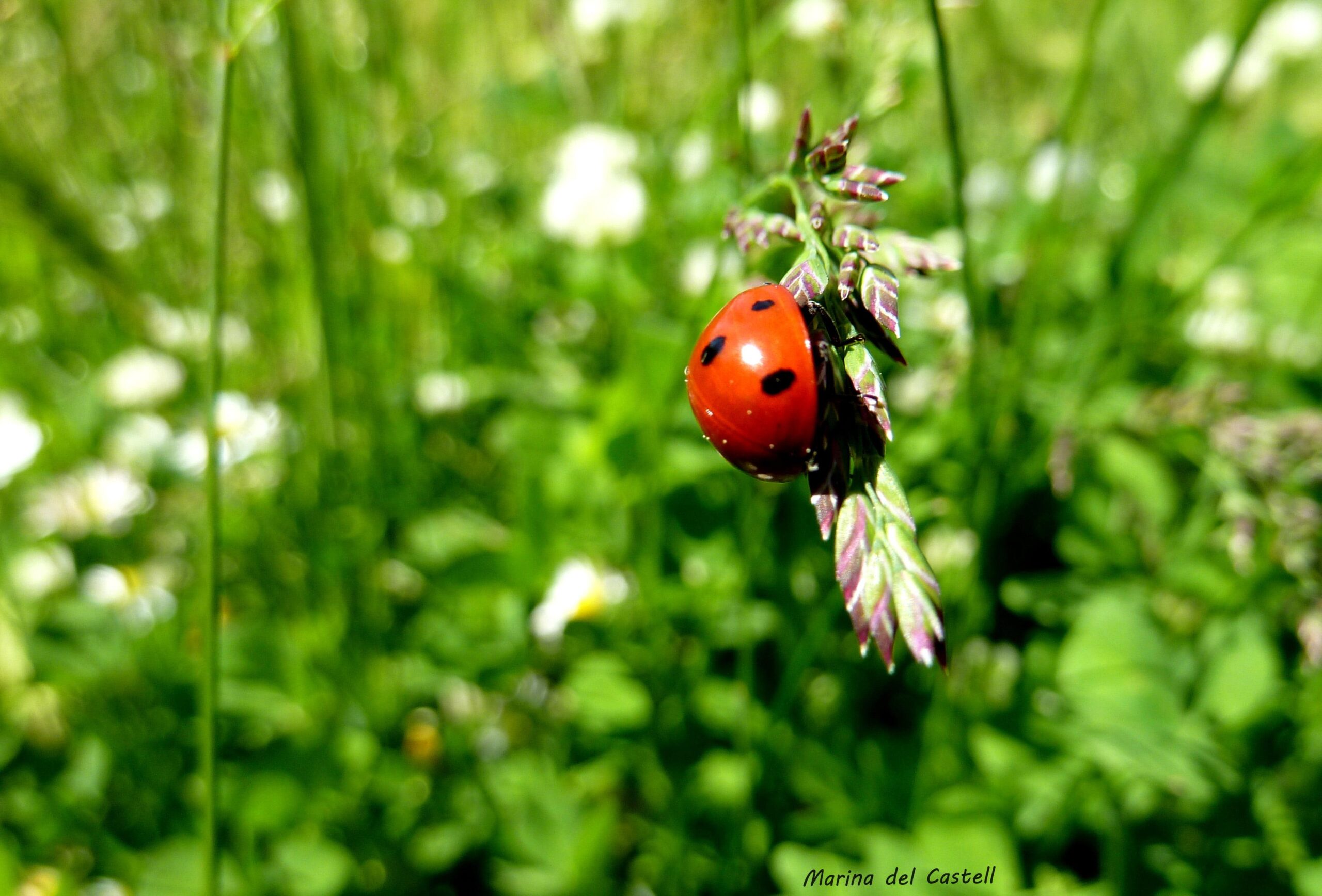 Ladybug beetle on green grass closeup photography, ladybird HD