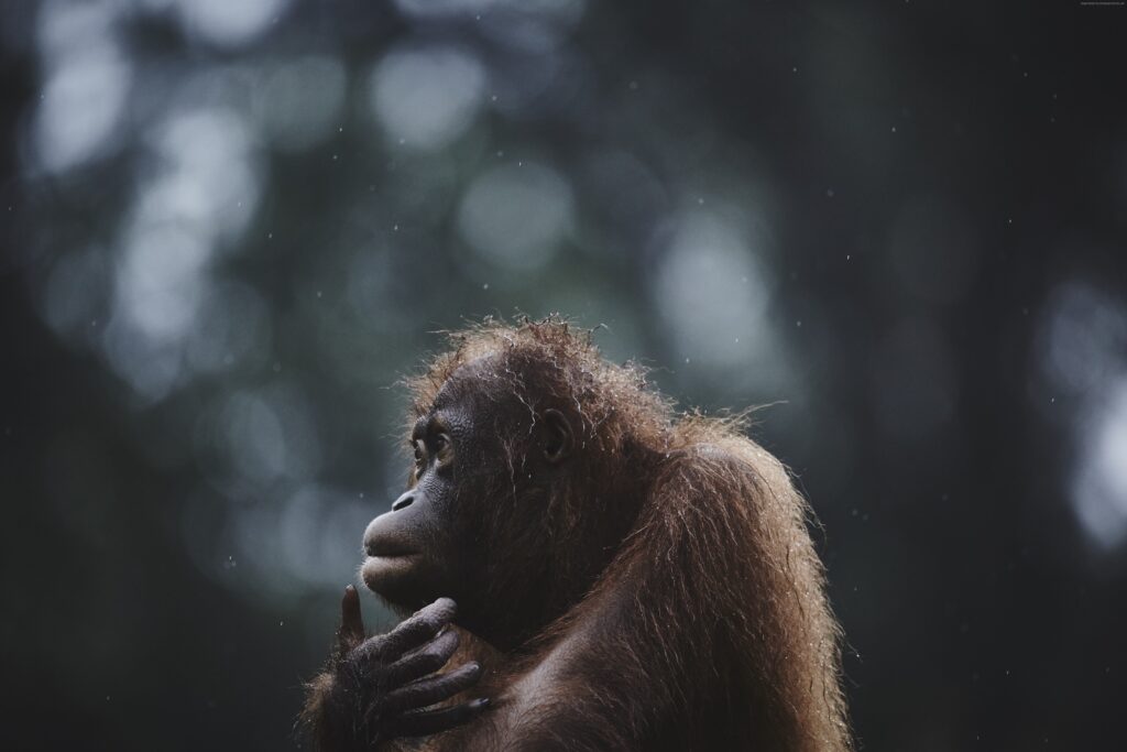 K Wallpapers Orangutan Borneo Malaysia Wildlife National Geographic