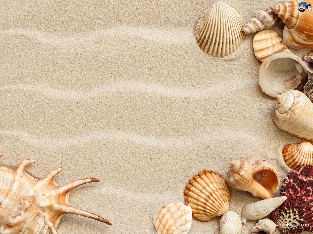 Sea Shell Wallpapers