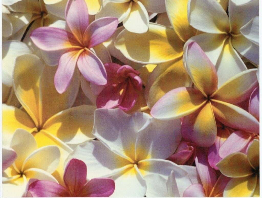 Flower Vanuatu Flowers Frangipani Tropical Island Picture