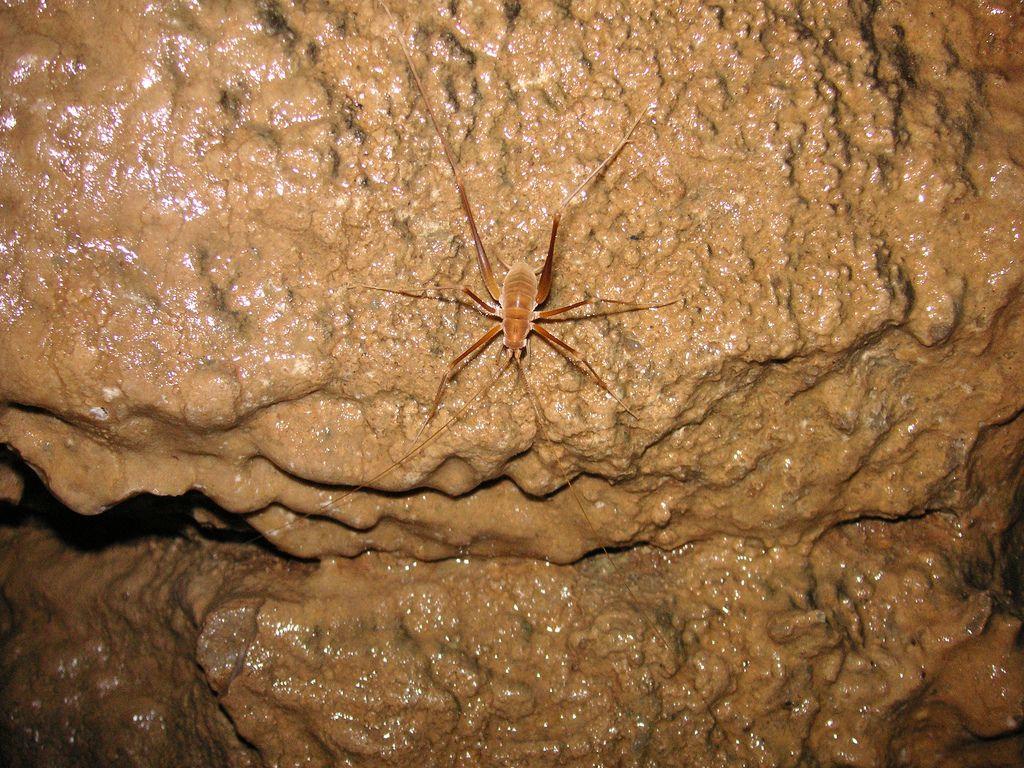 FileMammoth Cave National Park Cricket K