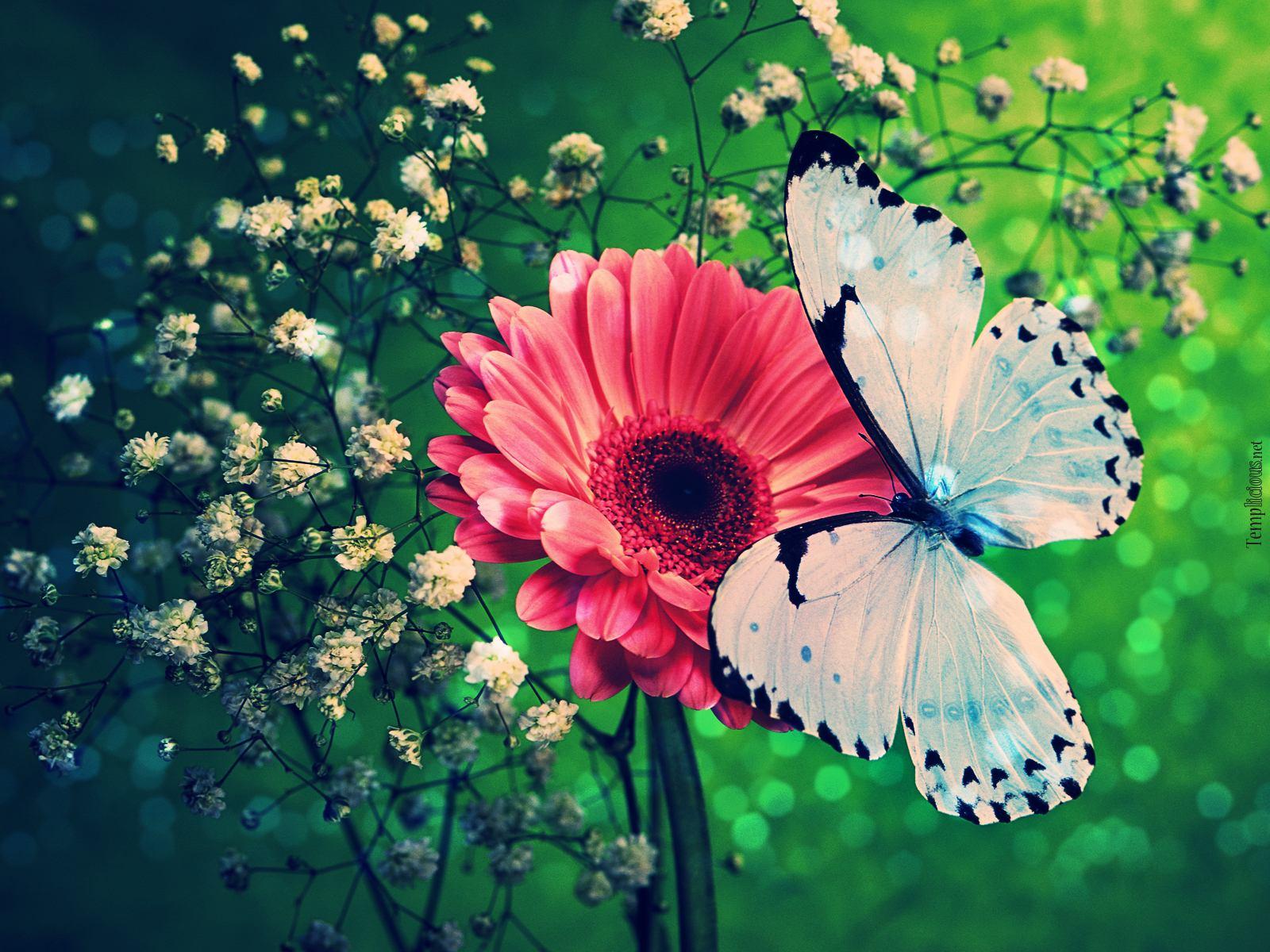 Blue Butterfly Wallpapers Normal